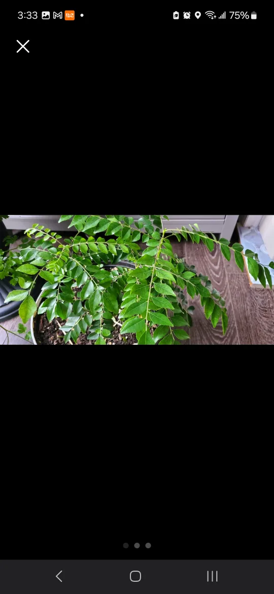 4 Healthy Curry Leaf Plants read listing 🏈 image indicator(2)