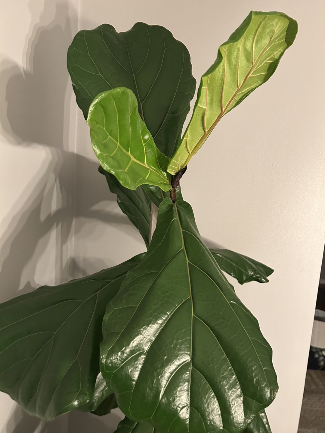 Fiddle Leaf Fig Plant - photo 4
