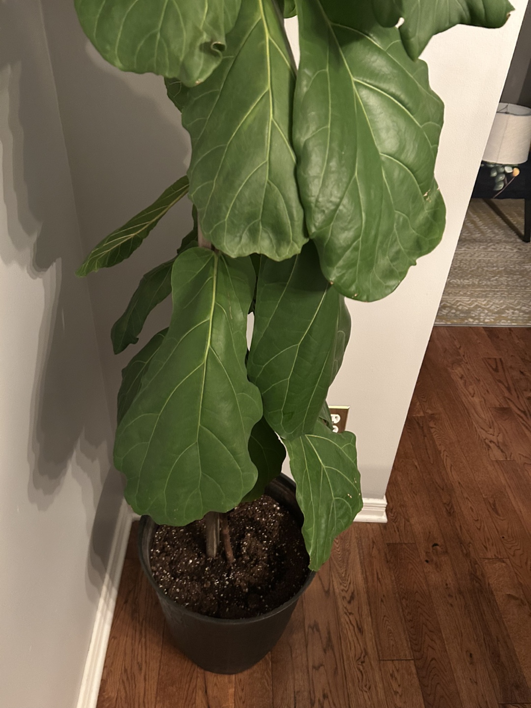 Fiddle Leaf Fig Plant - photo 2