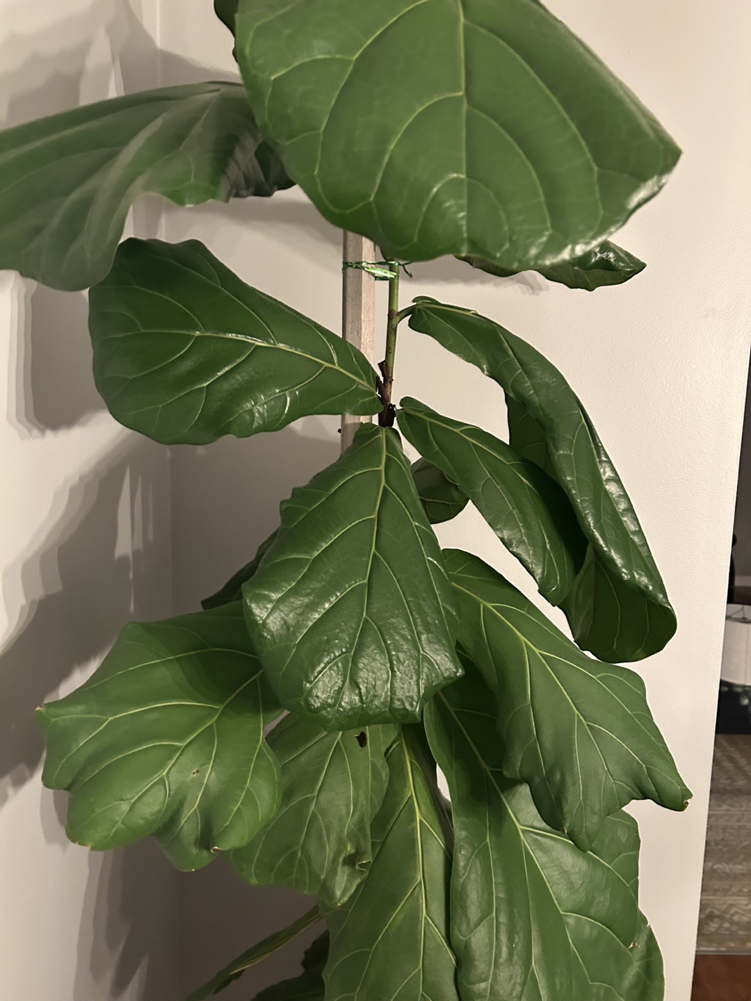 Fiddle Leaf Fig Plant - photo 3