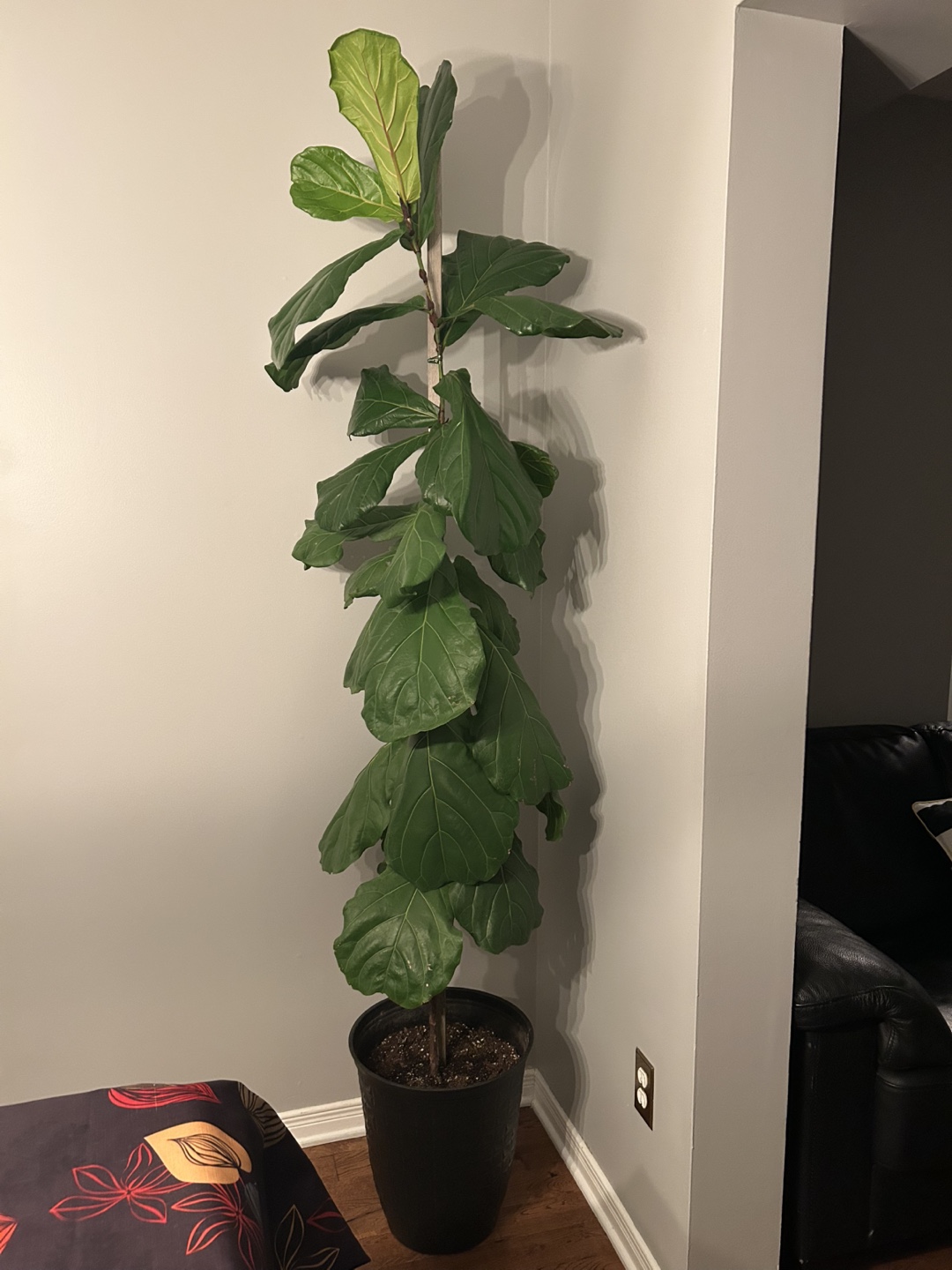 Fiddle Leaf Fig Plant