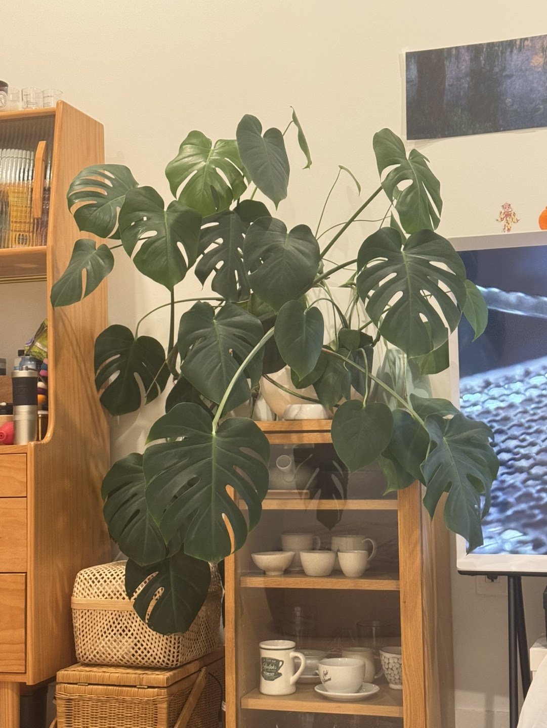 Big monstera plant