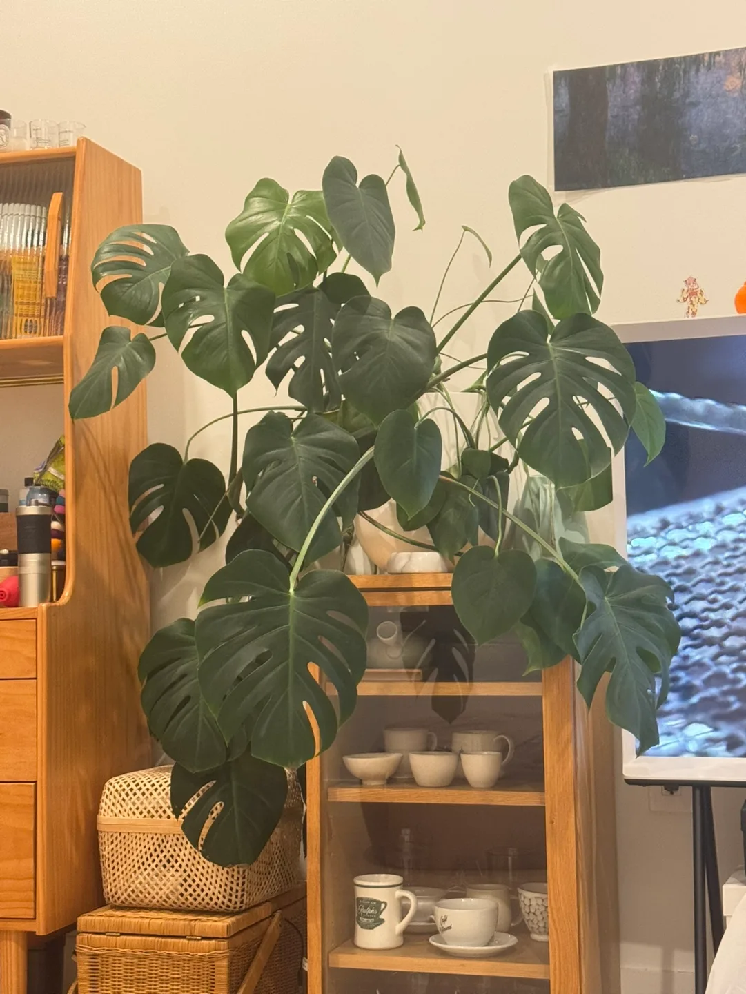 Big monstera plant thumbnail