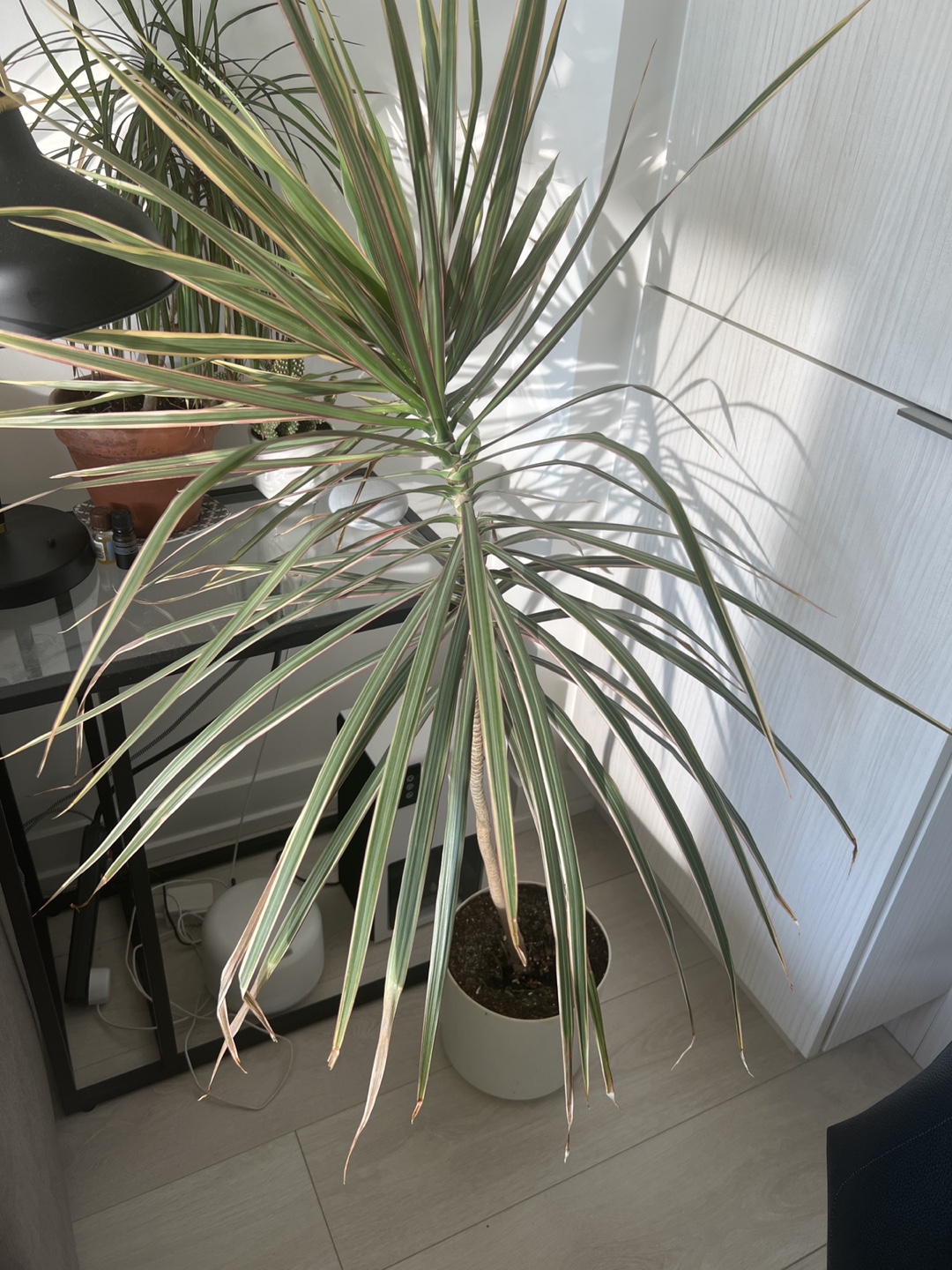 Large Dracaena Marginata
