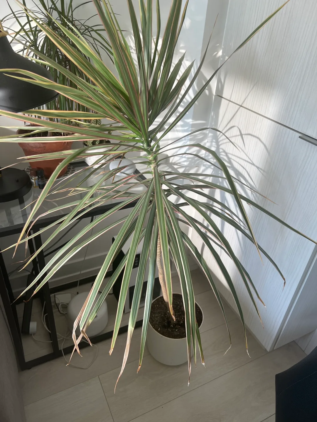Large Dracaena Marginata thumbnail