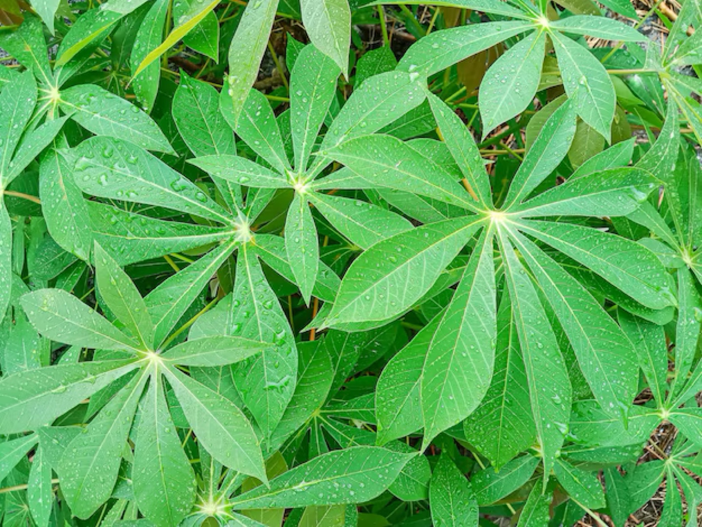 Frozen Cassava Leaves - photo 2