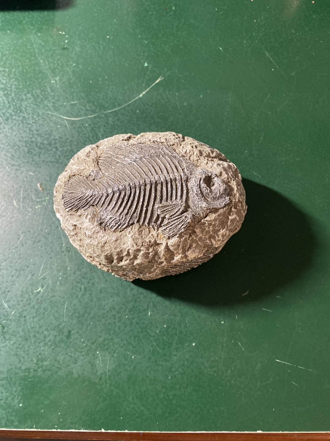 Fish fossil container!