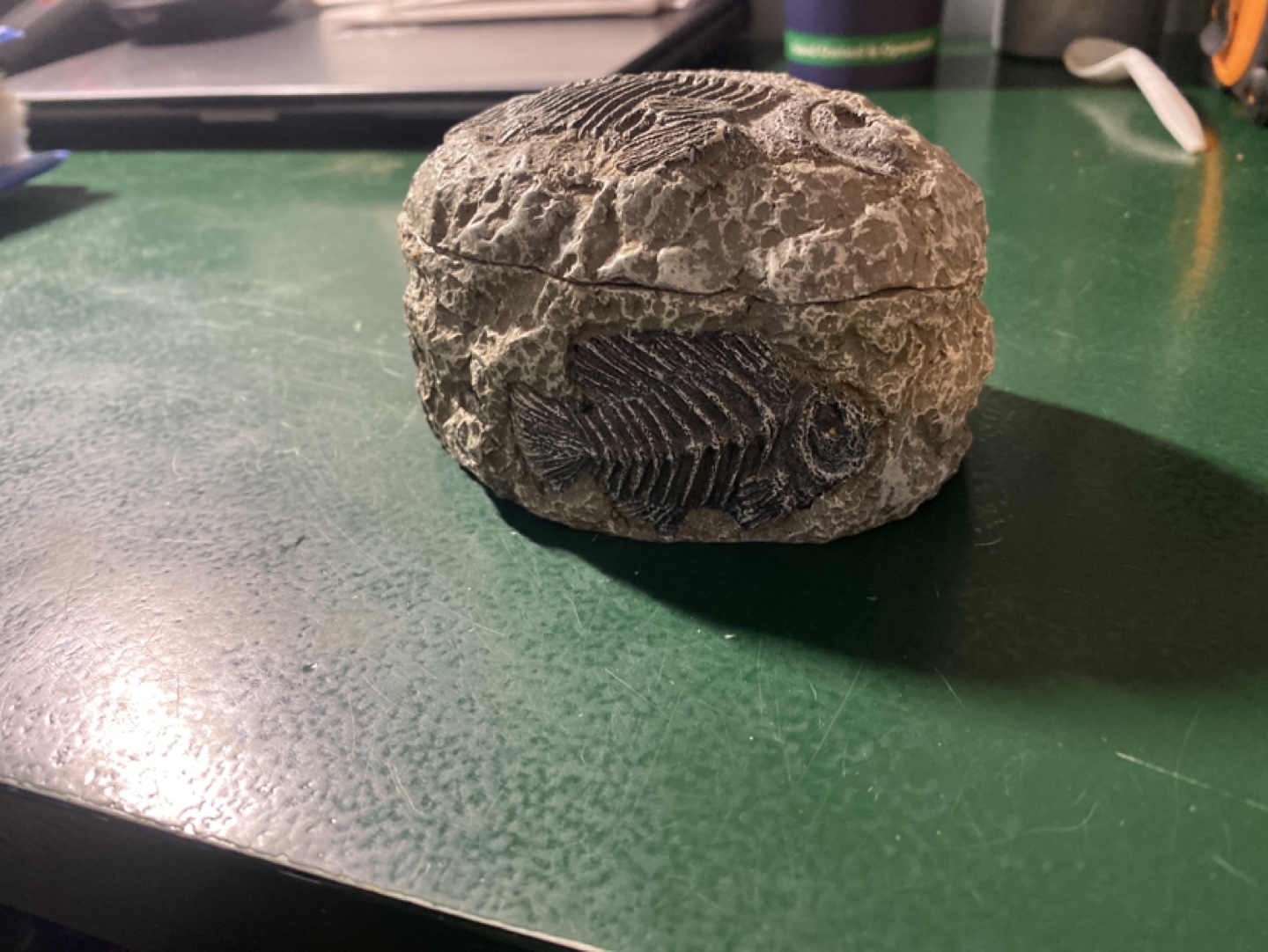 Fish fossil container! - photo 2