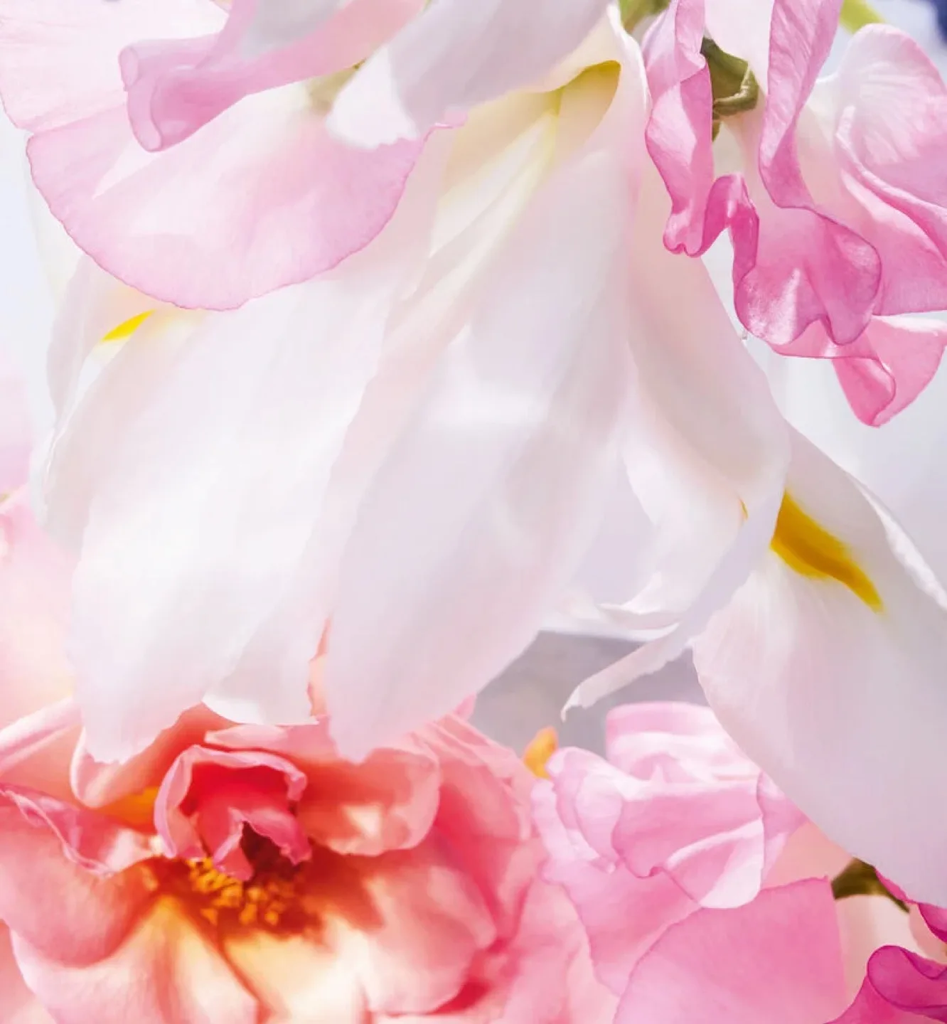 Miss Dior Eau de Parfum image indicator(6)