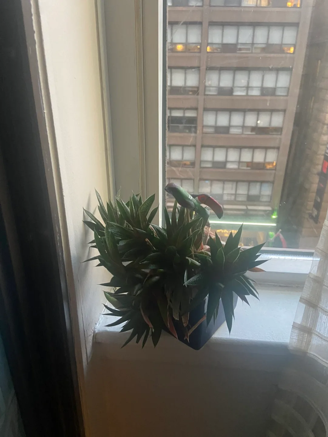 Succulent Plant in Pot thumbnail