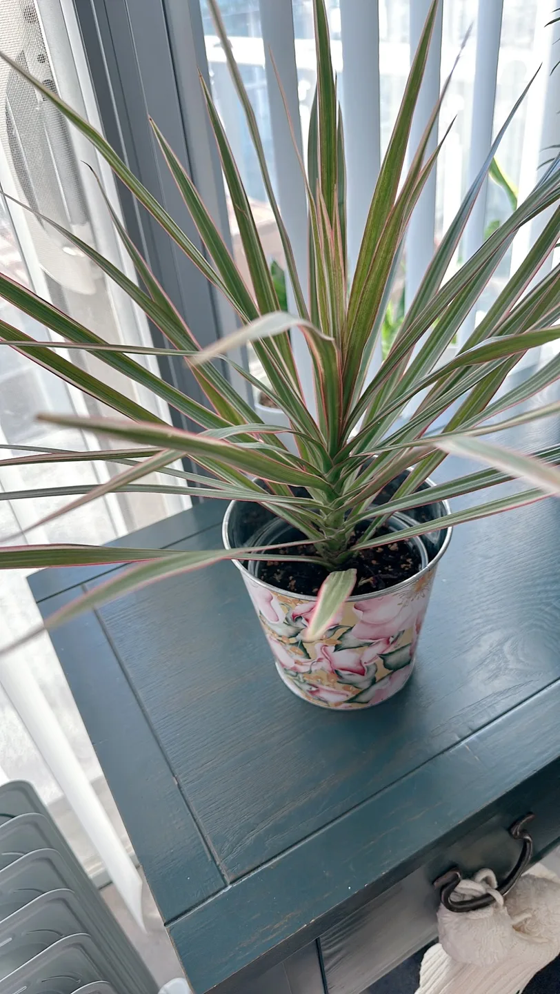 Dracaena Marginata Plant thumbnail