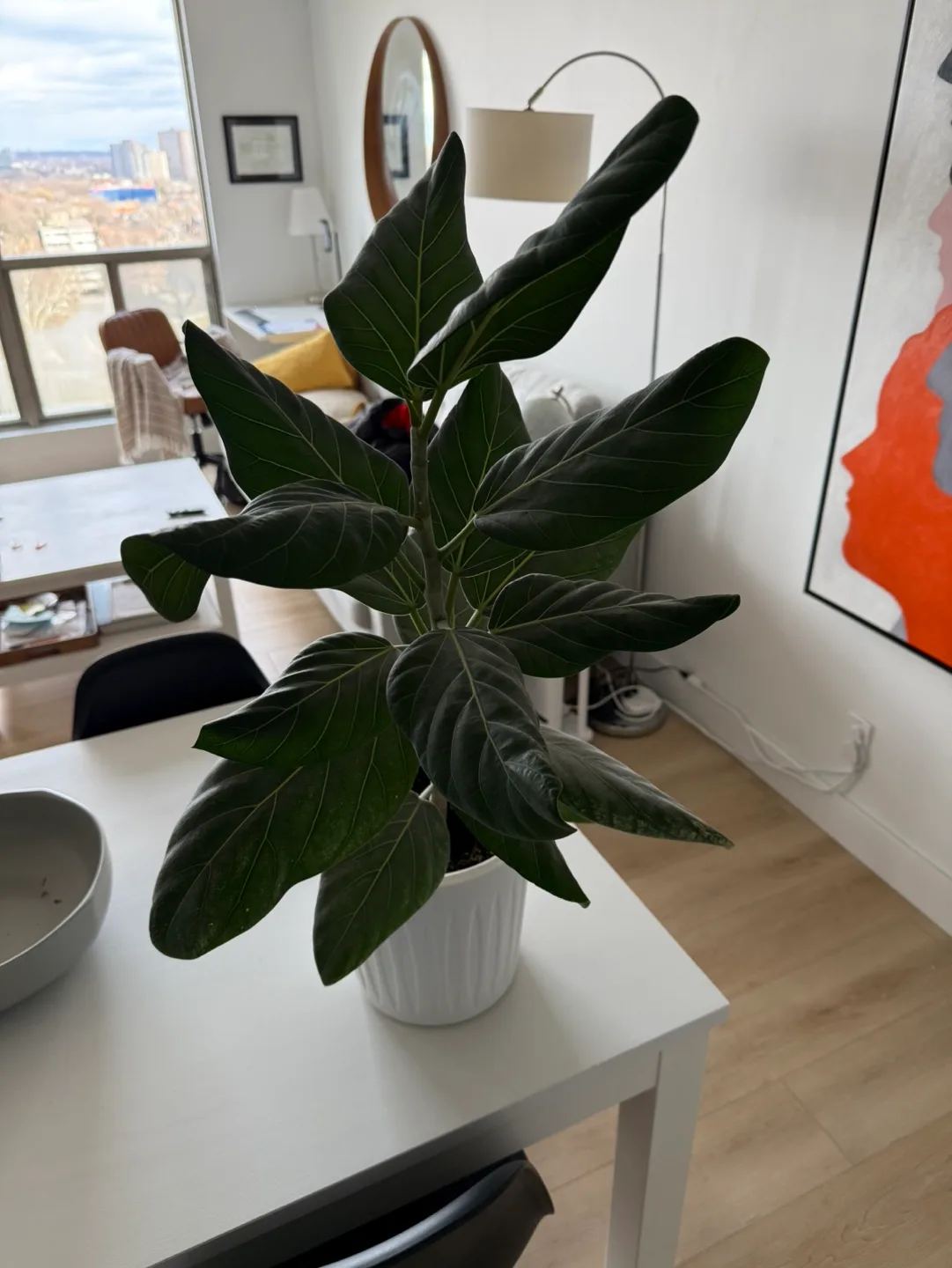 Fiddle Leaf Fig Plant thumbnail