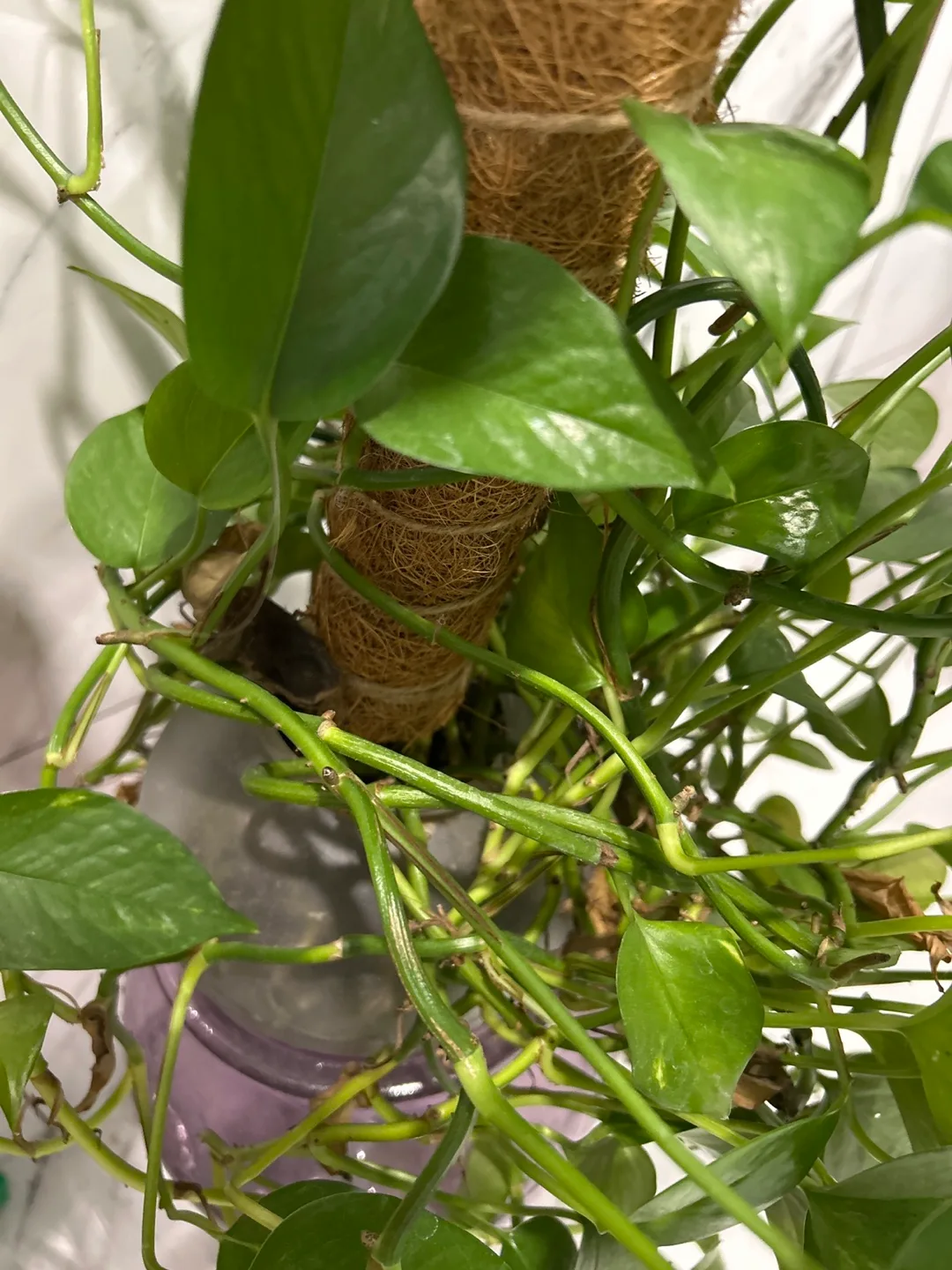 Large Healthy Pothos Plant with glass vase image indicator(3)