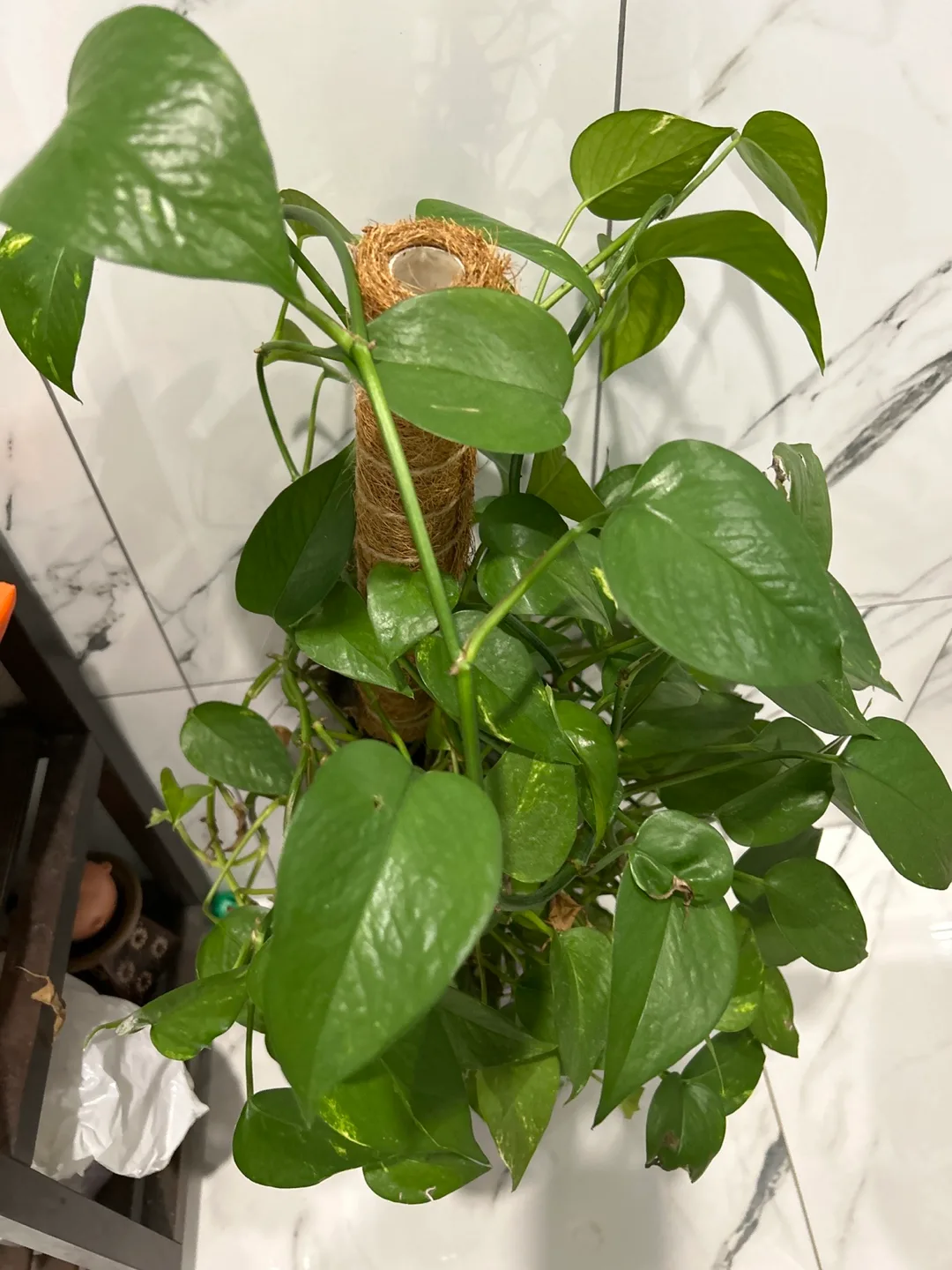 Large Healthy Pothos Plant with glass vase image indicator(2)