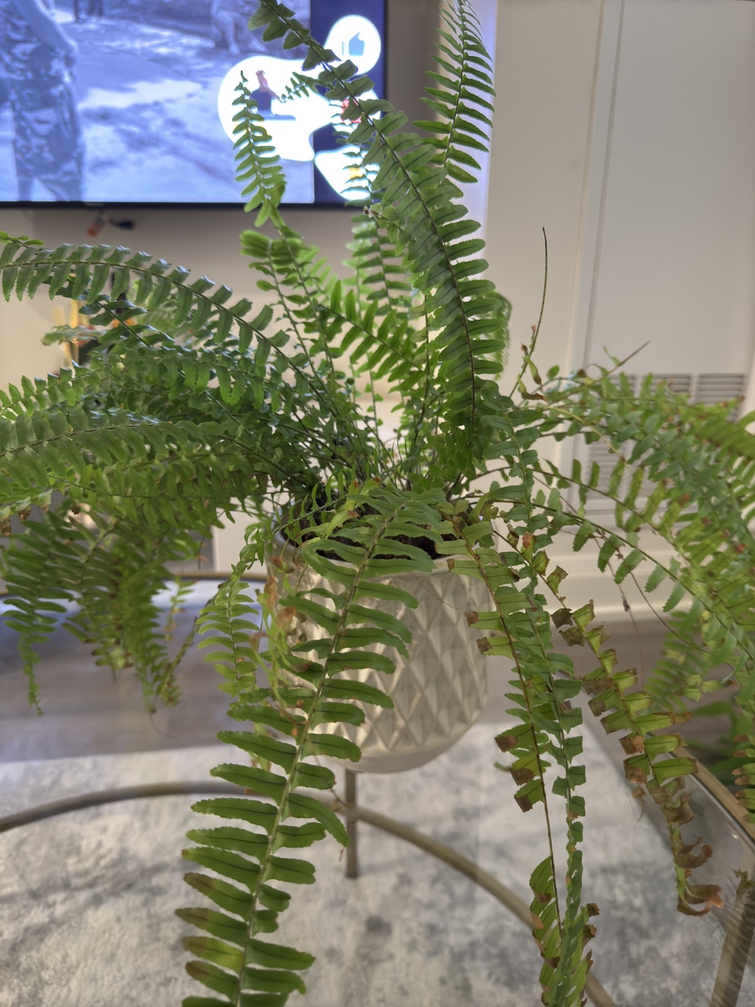 Fern Plant with Planter - photo 3