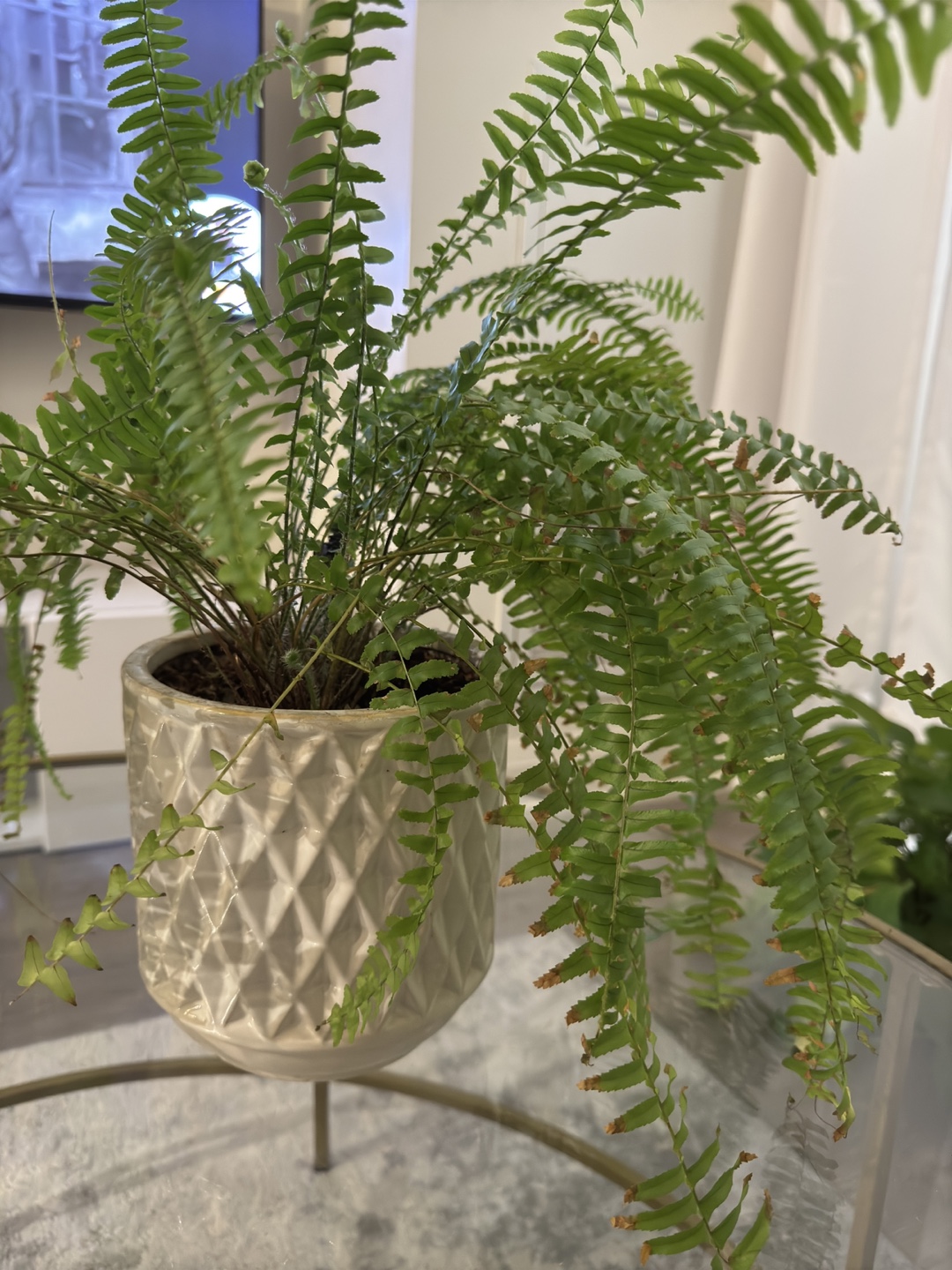Fern Plant with Planter