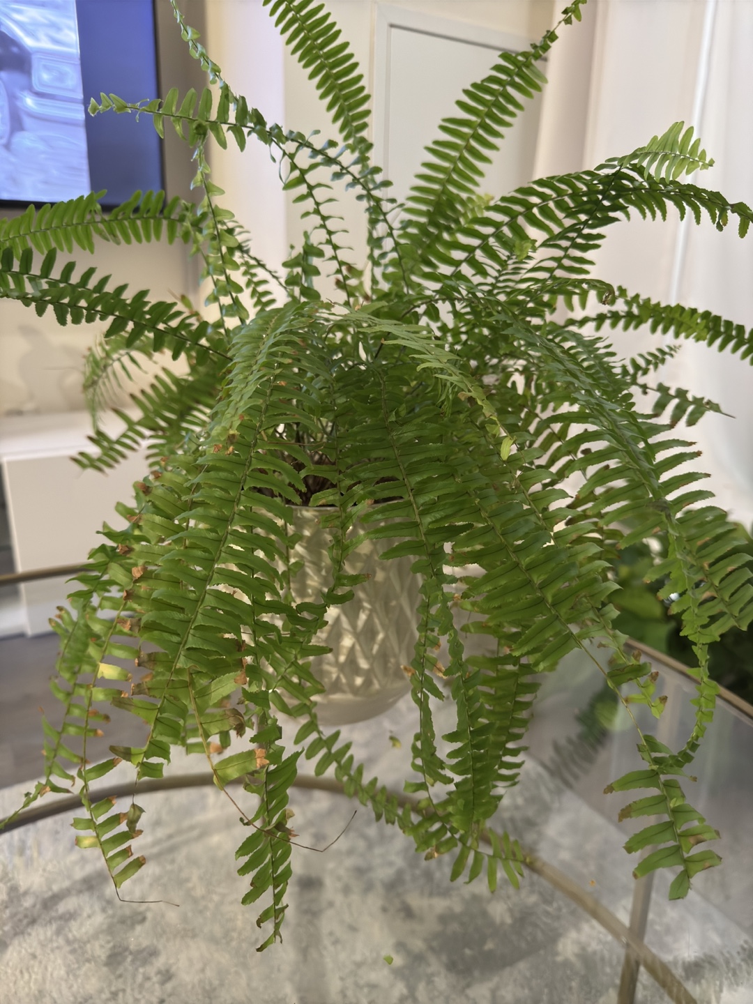 Fern Plant with Planter - photo 2