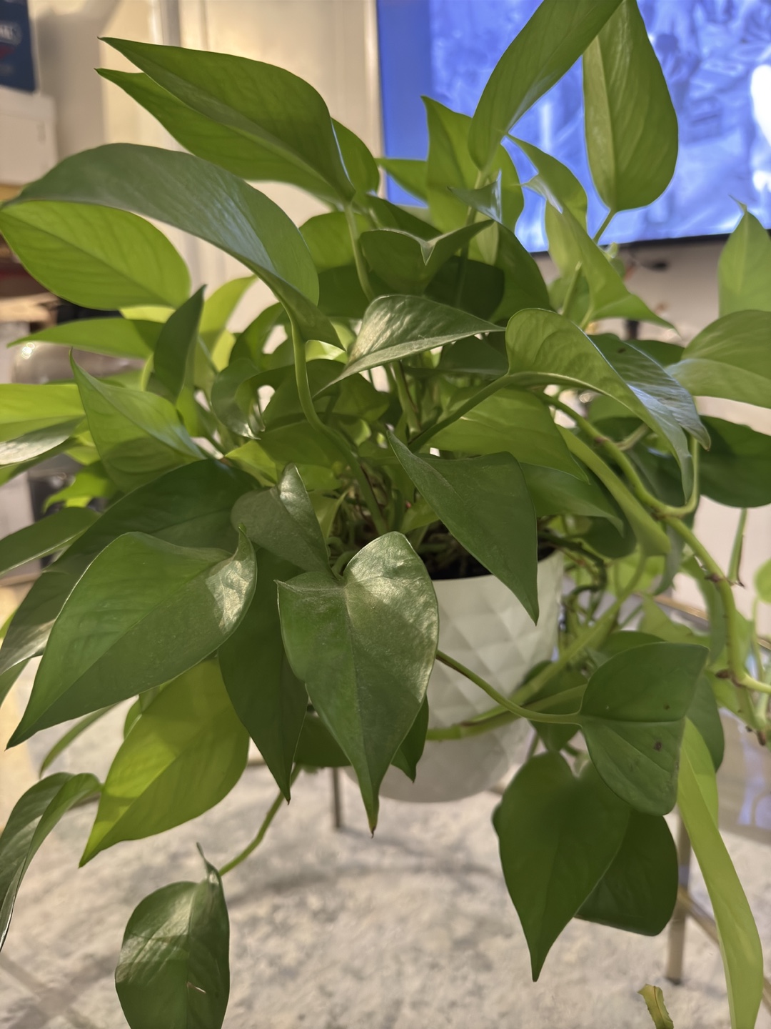 Golden Pothos Plant with Planter