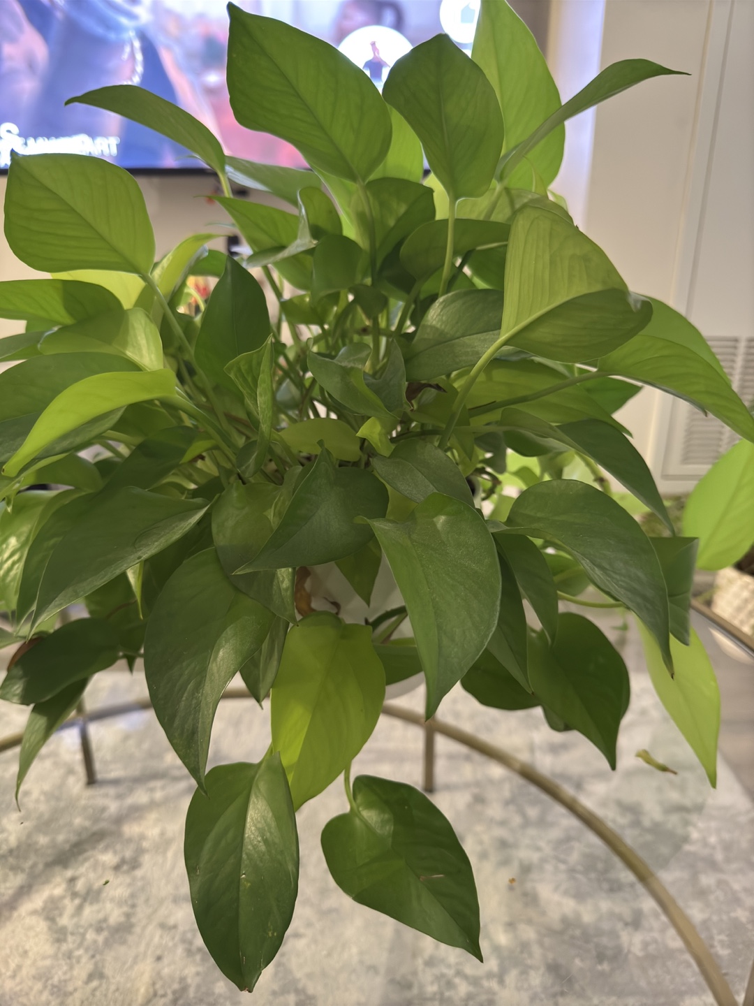 Golden Pothos Plant with Planter - photo 2