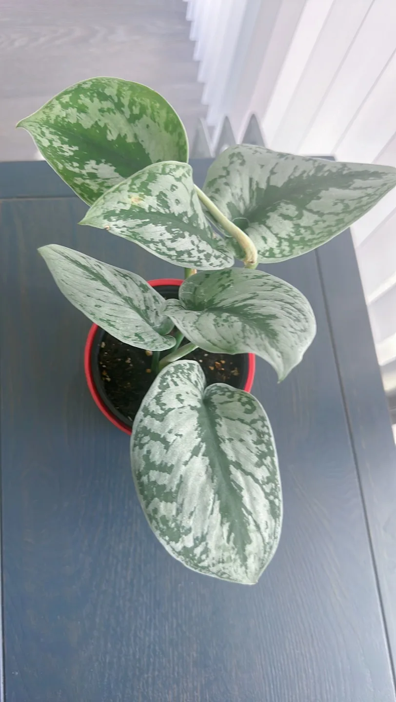 Silver Satin Pothos thumbnail