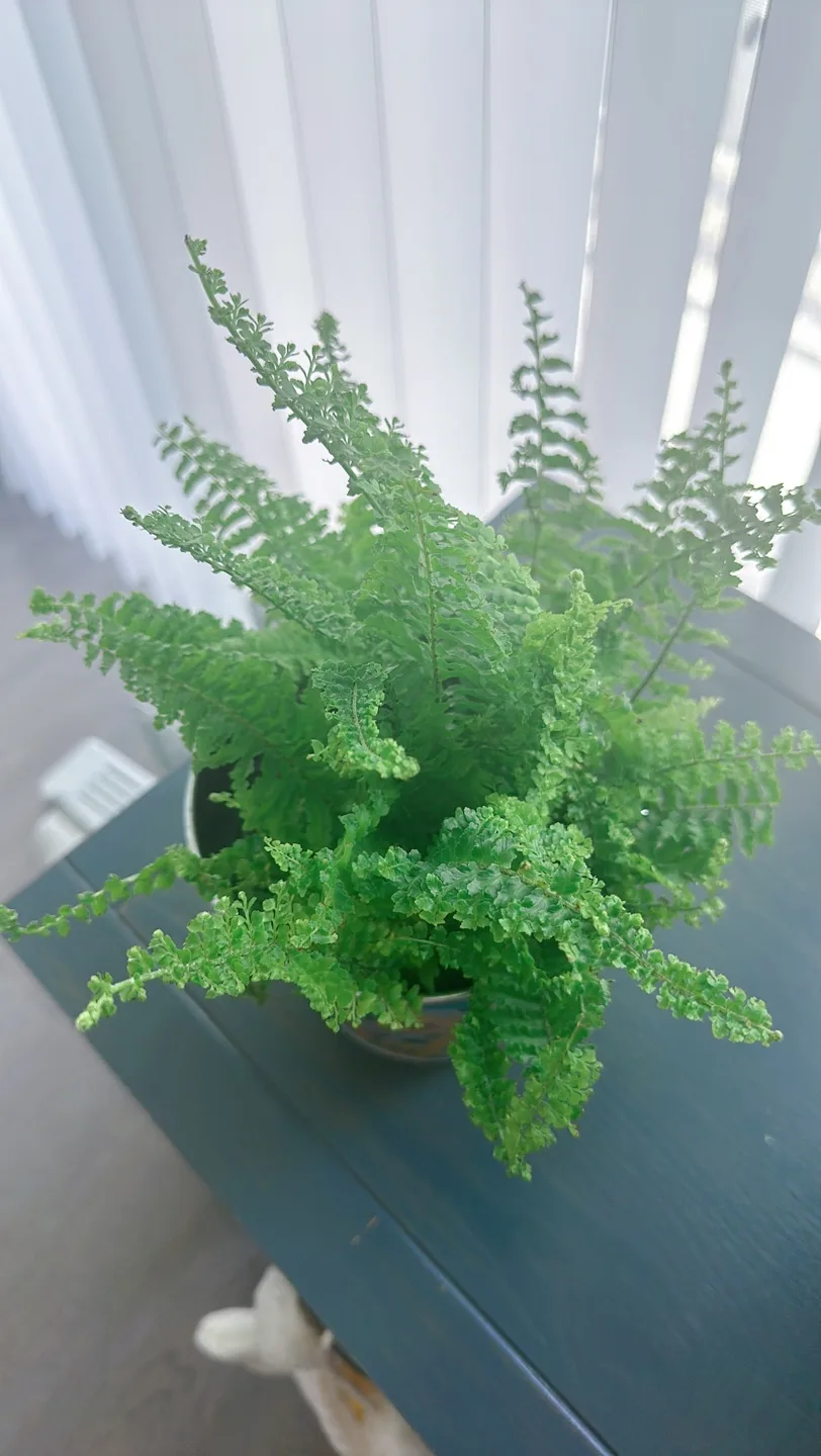 Green Fern Plant in Floral Pot thumbnail