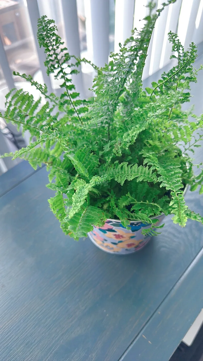 Potted Fern Plant image indicator(4)
