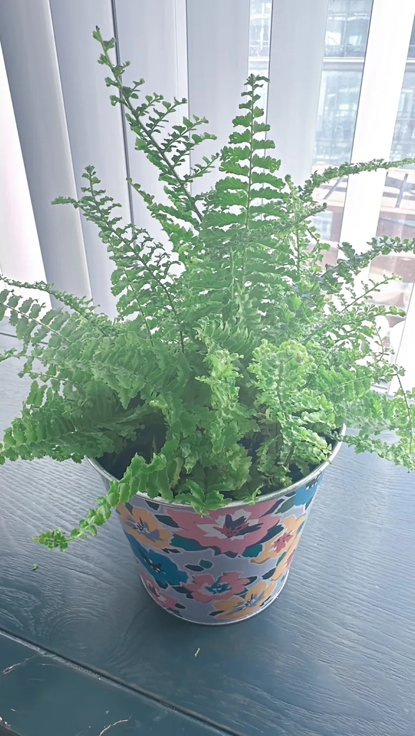 Potted Fern Plant image indicator(2)
