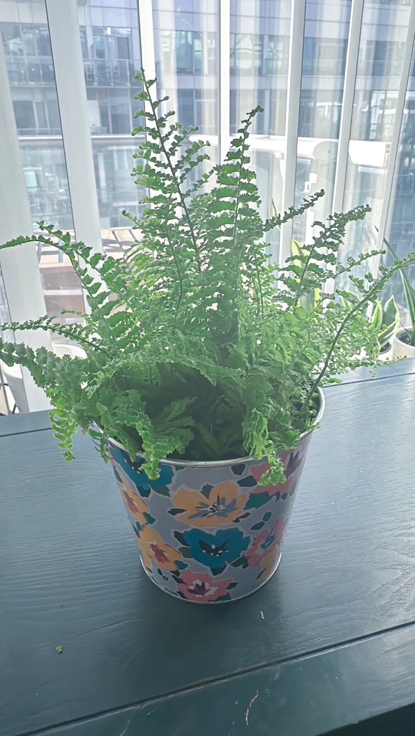 Potted Fern Plant image indicator(3)