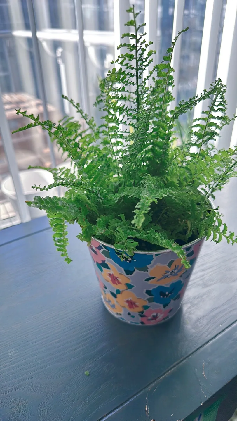 Potted Fern Plant image indicator(6)