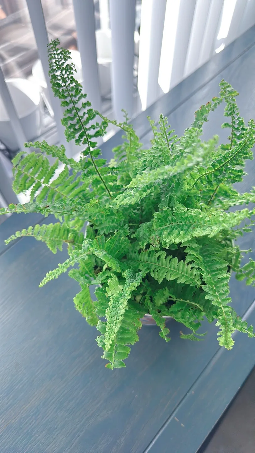 Potted Fern Plant image indicator(5)