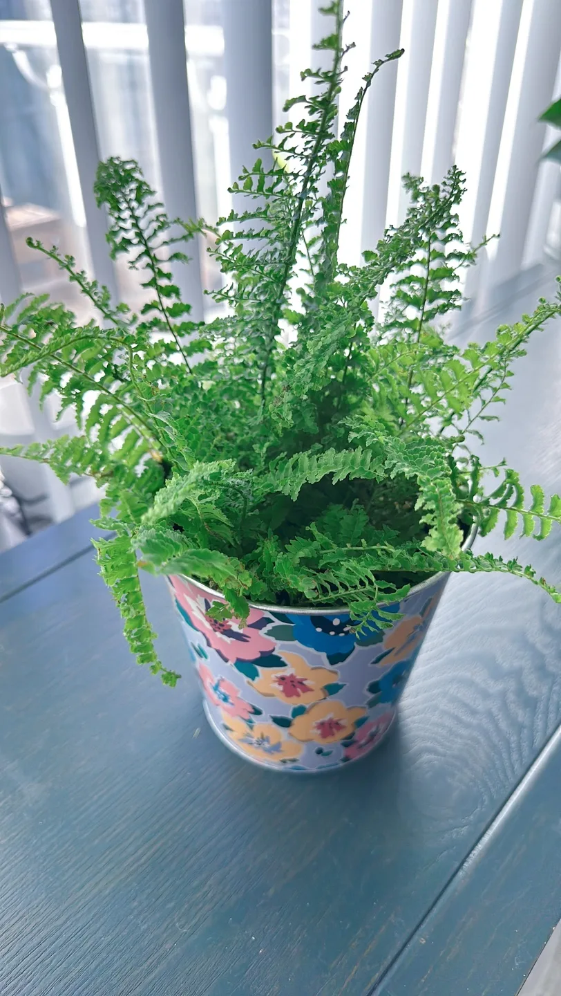 Potted Fern Plant image indicator(7)