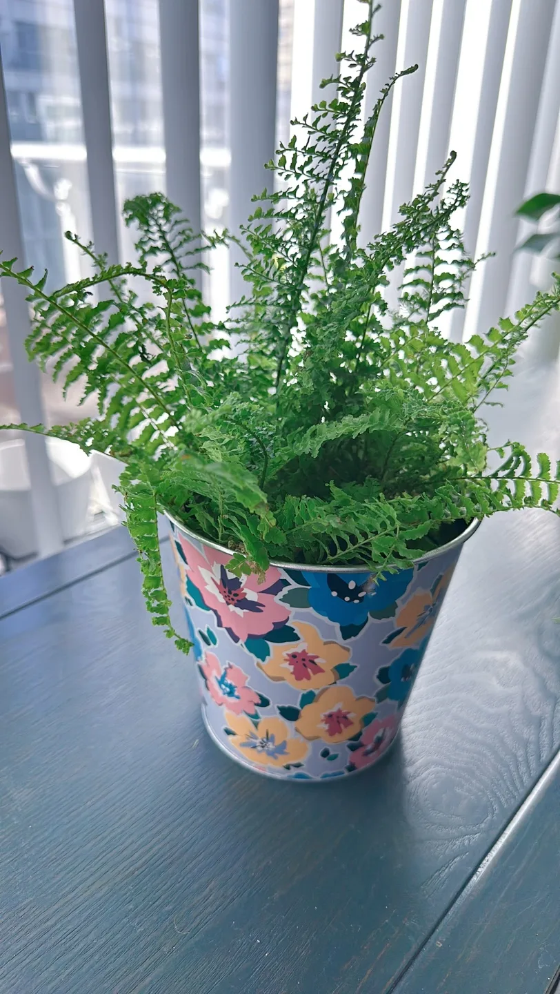 Potted Fern Plant image indicator(8)