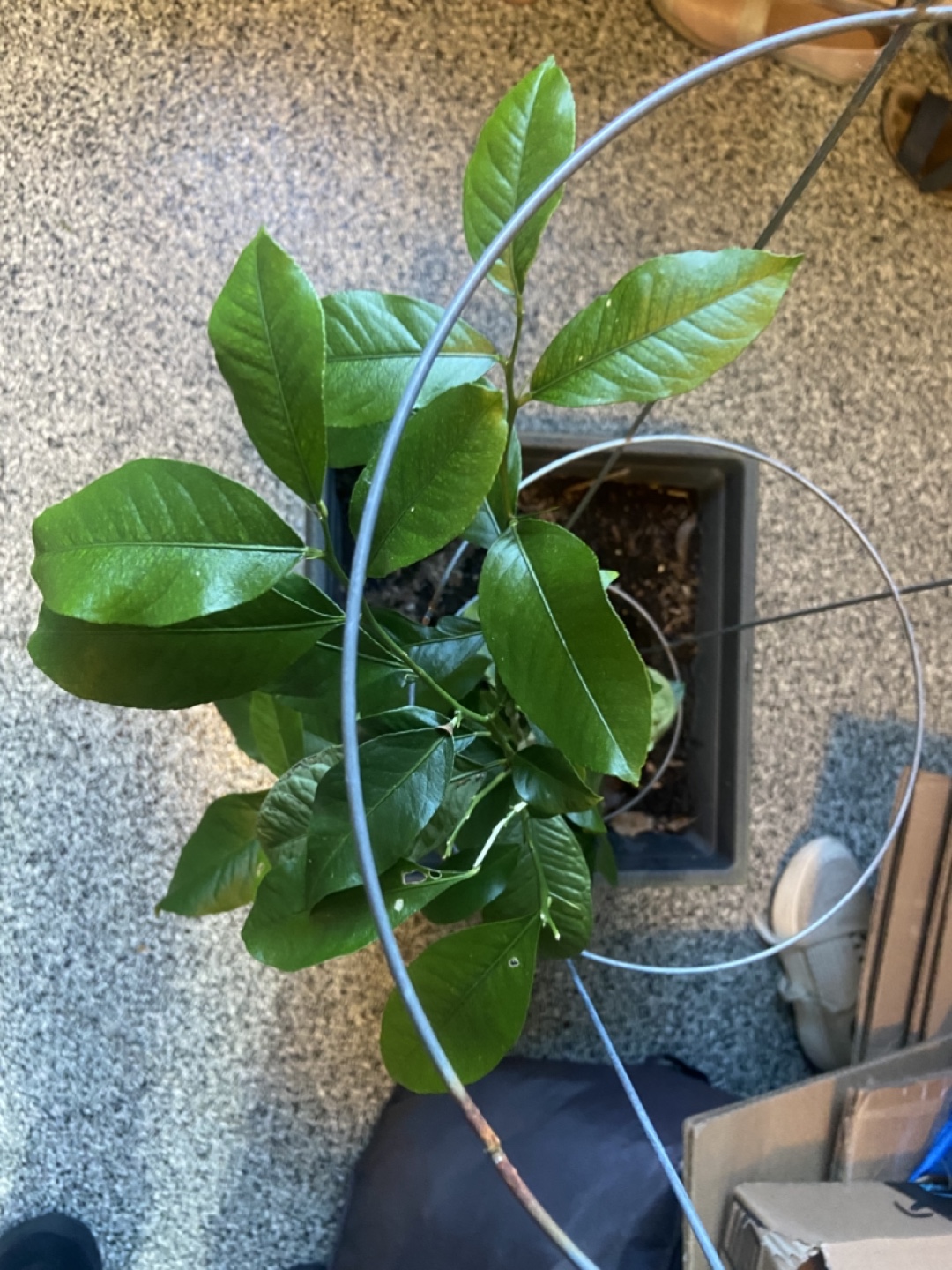 2yo Lemon Tree - photo 2