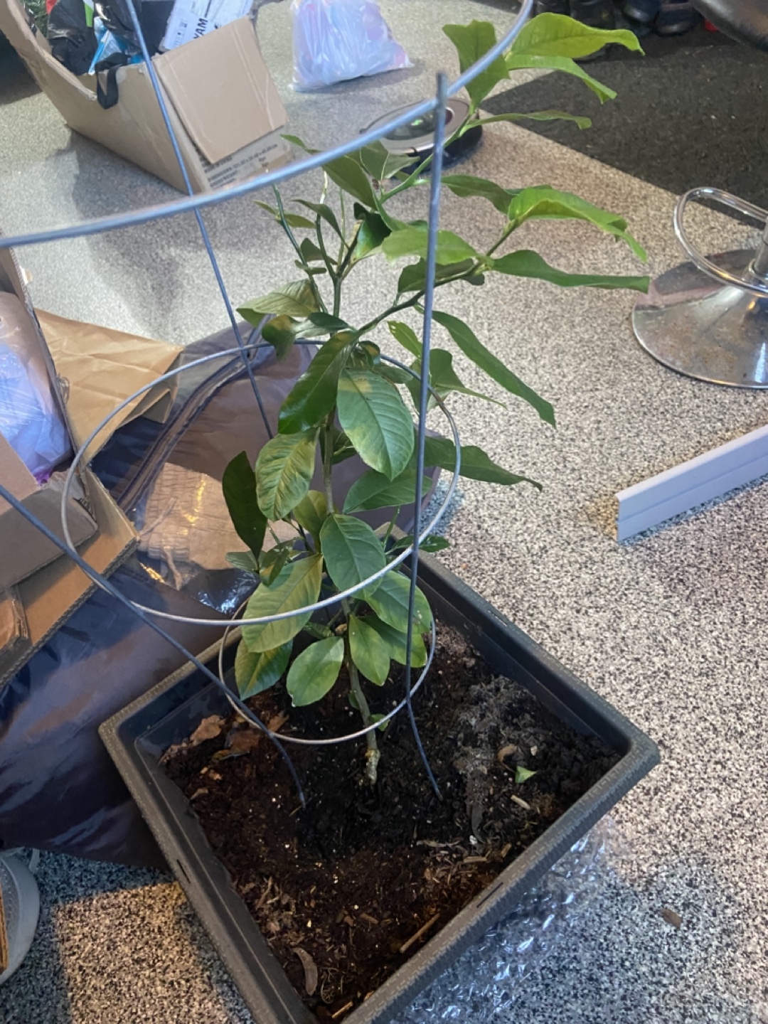 2yo Lemon Tree