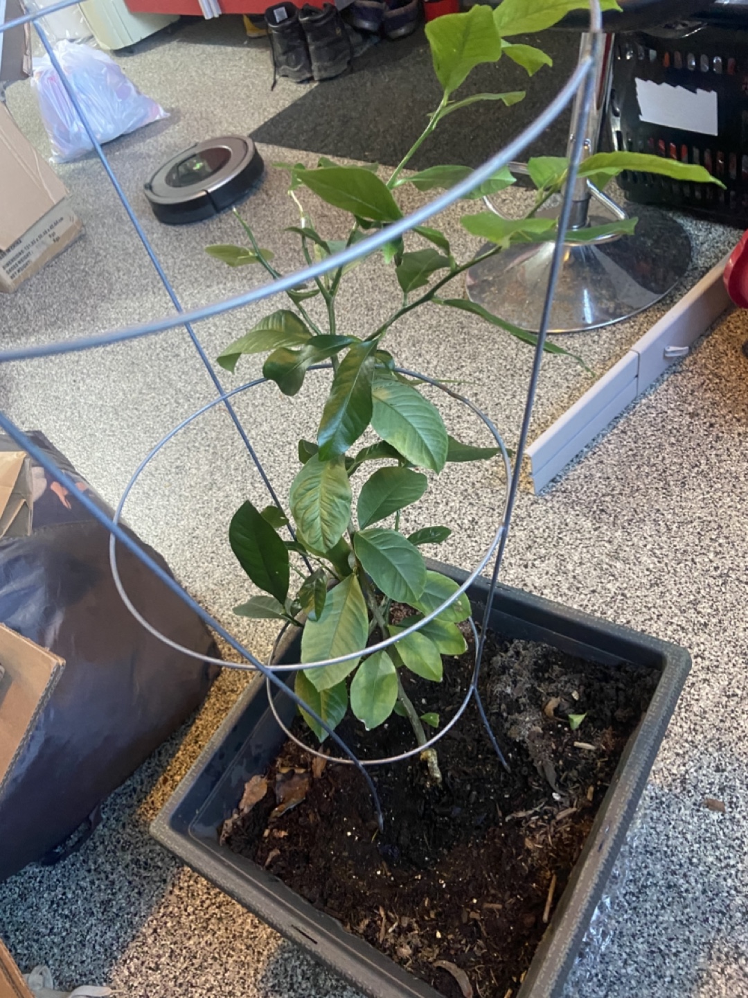 2yo Lemon Tree - photo 3