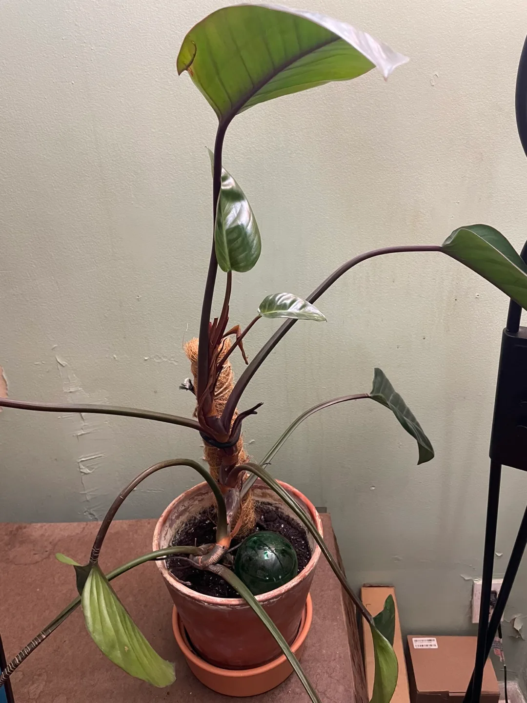 Philodendron Birkin Plant image indicator(2)