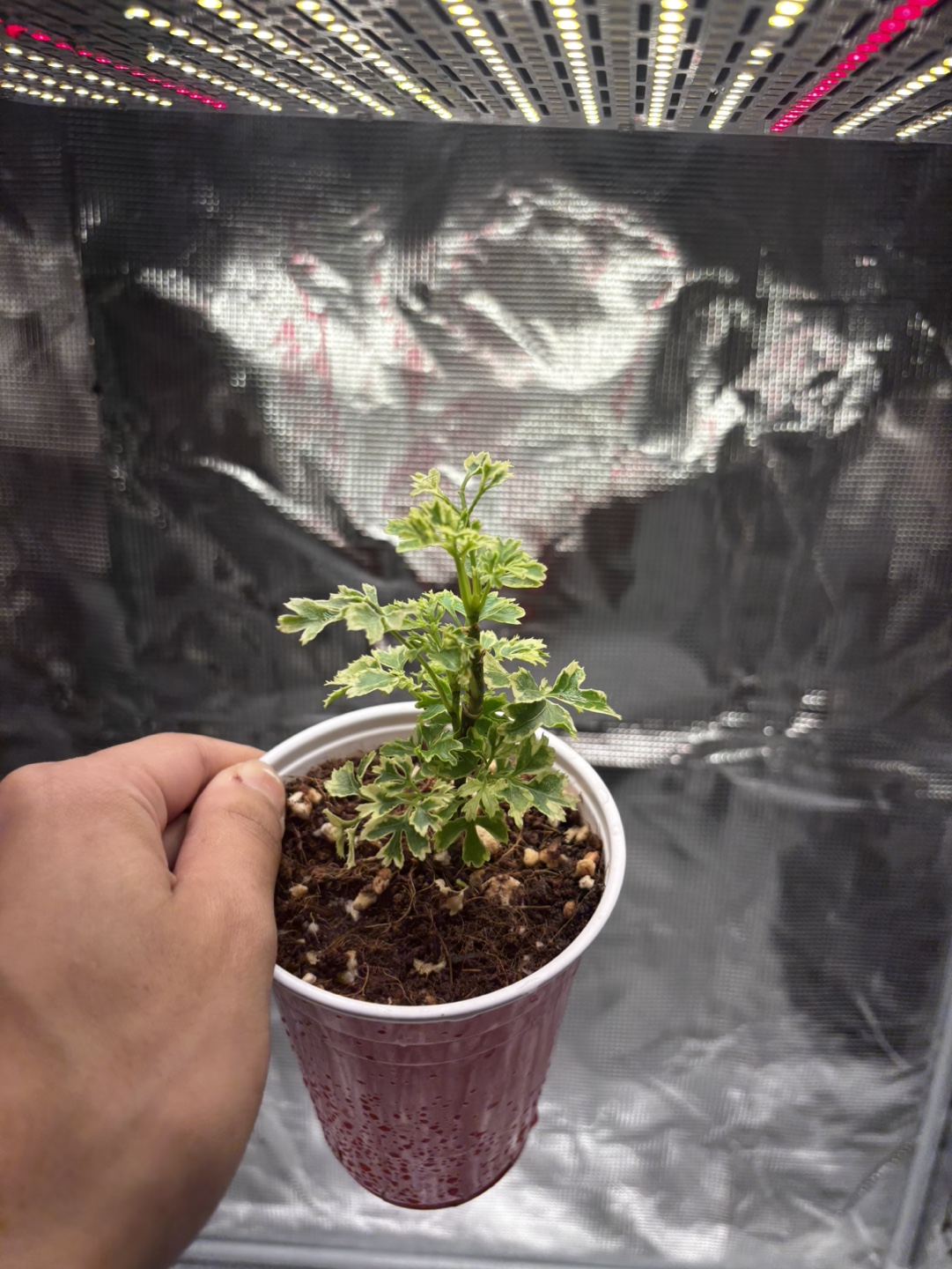 Snowflake Ming Aralia Variegated Bonsai