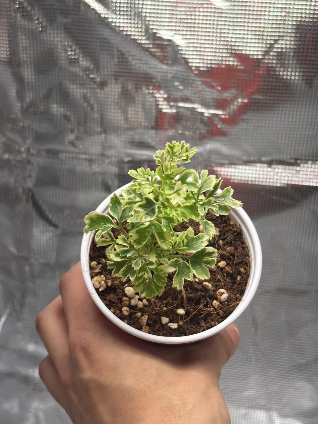 Snowflake Ming Aralia Variegated Bonsai - photo 2