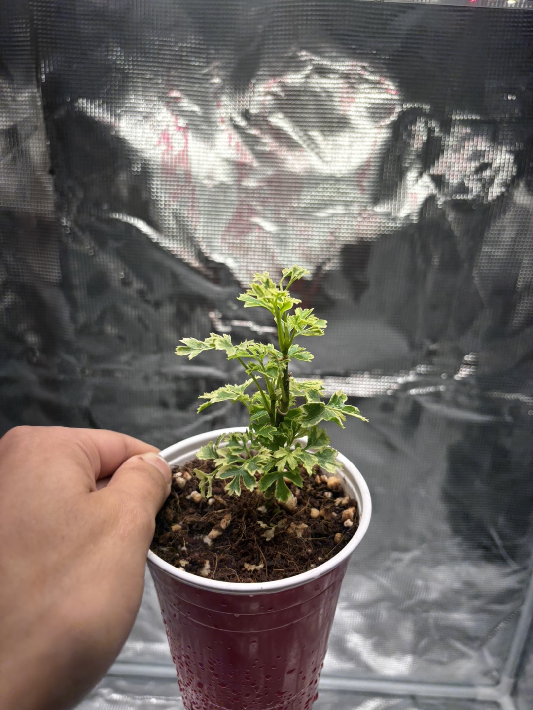 Snowflake Ming Aralia Variegated Bonsai - photo 3
