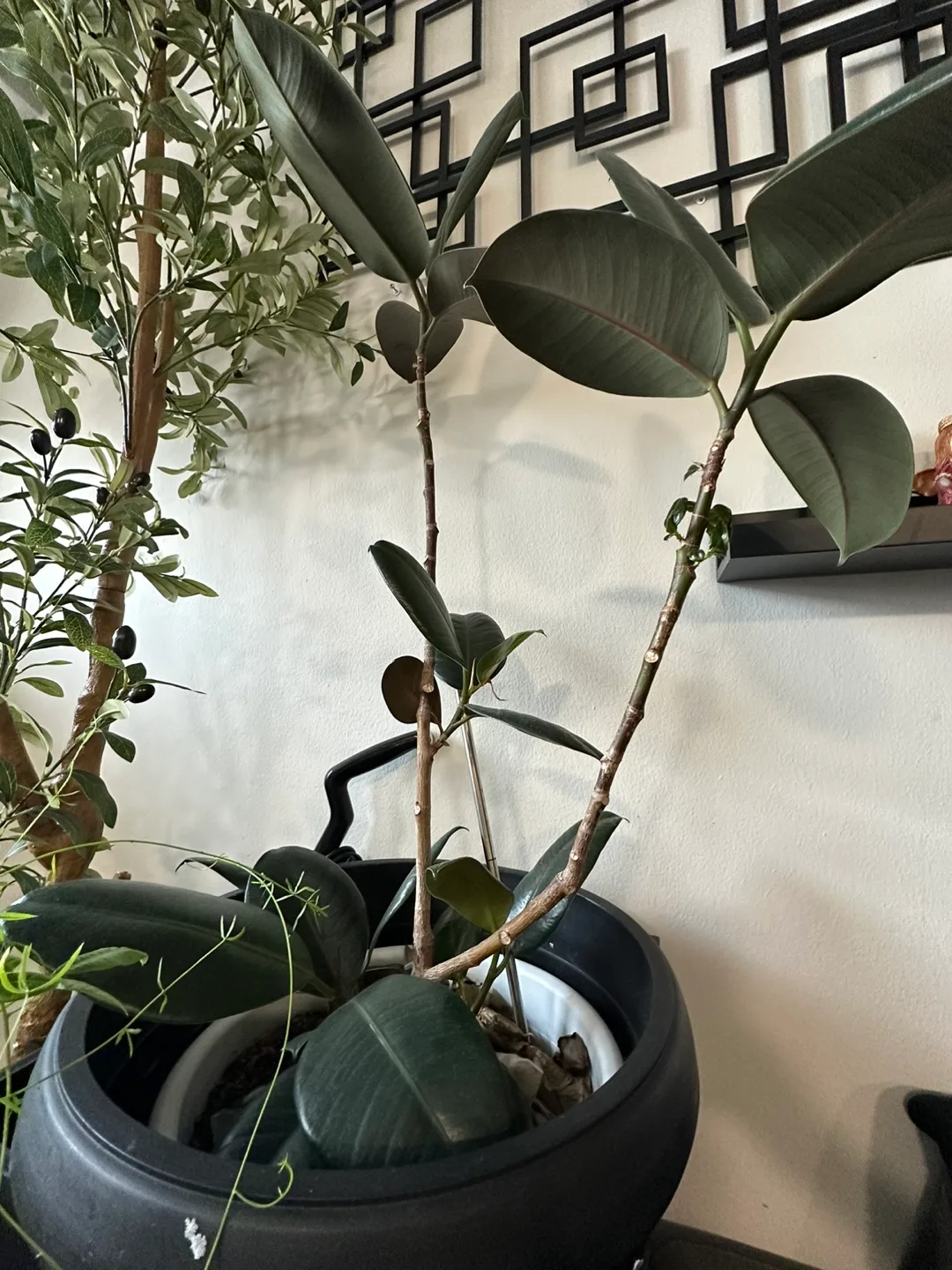 Rubber Plant in Black Pot image indicator(2)