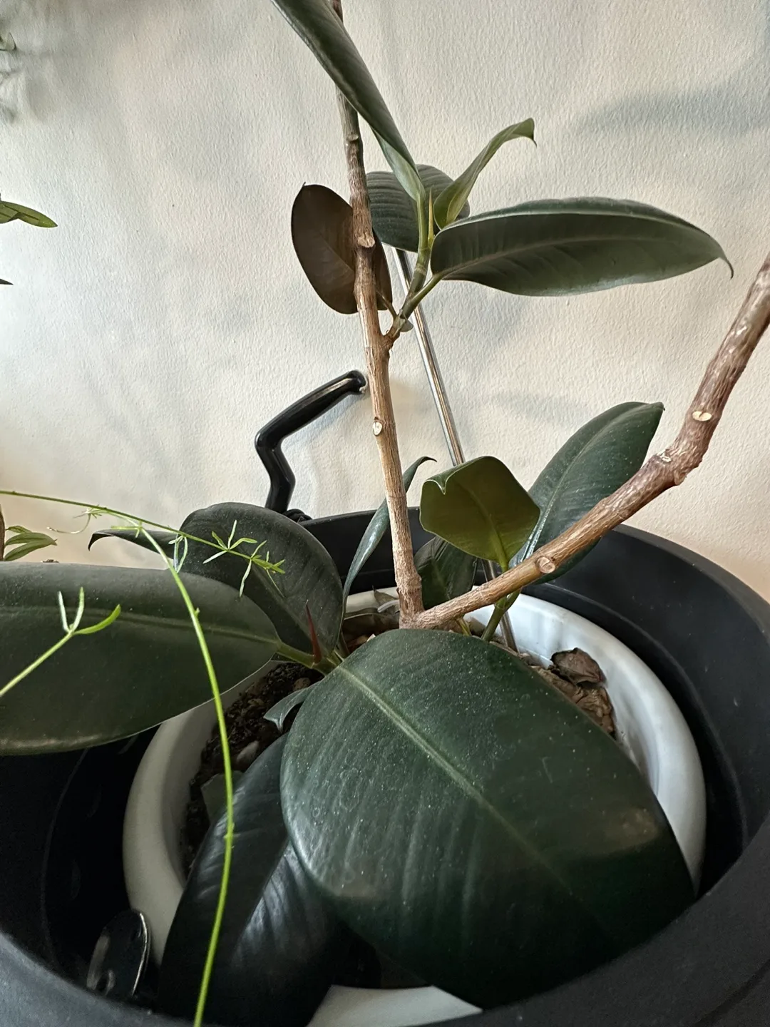 Rubber Plant in Black Pot image indicator(3)