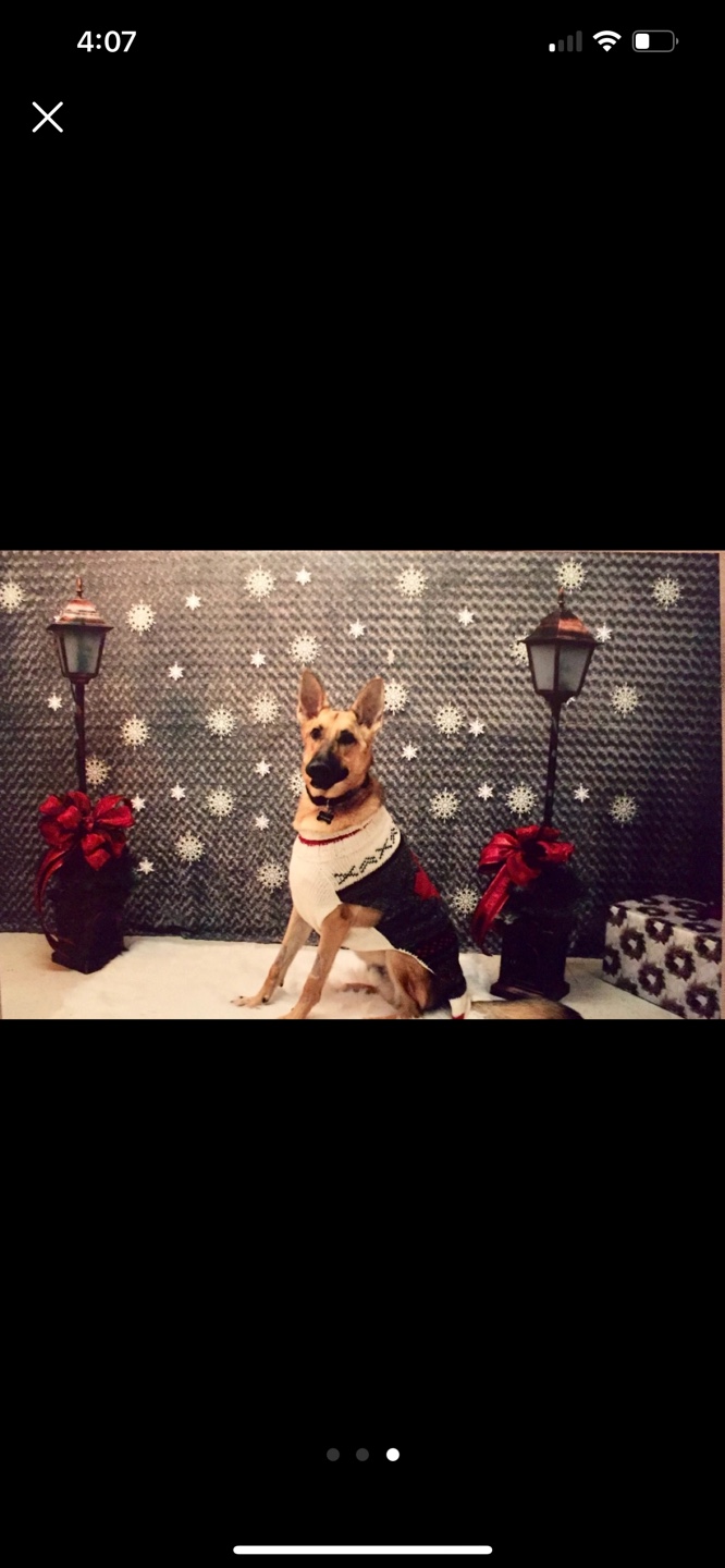 Hand-knitted Dog Sweater - Holiday/Canada Design - photo 3