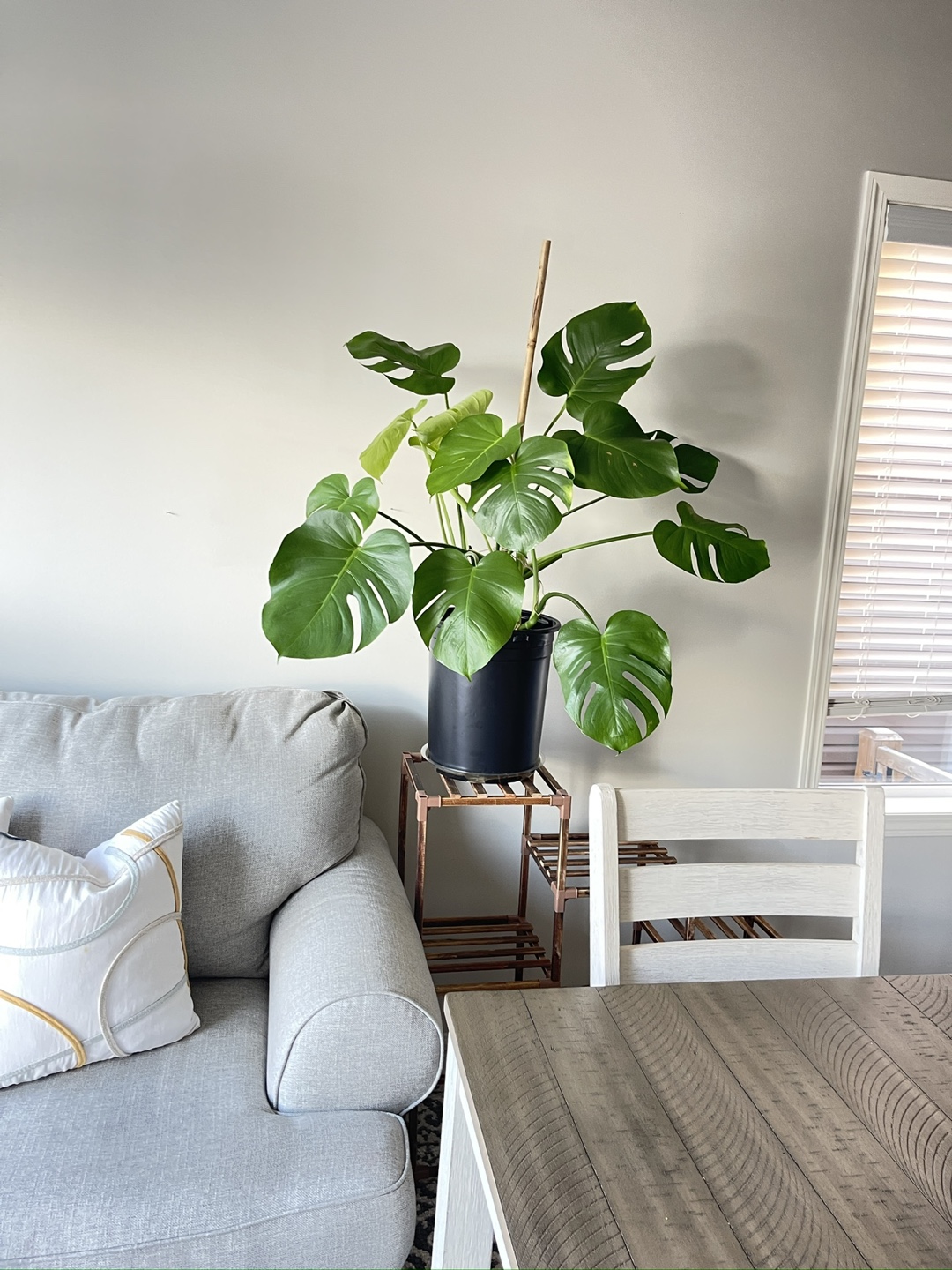 Large Monstera deliciosa plant - photo 2