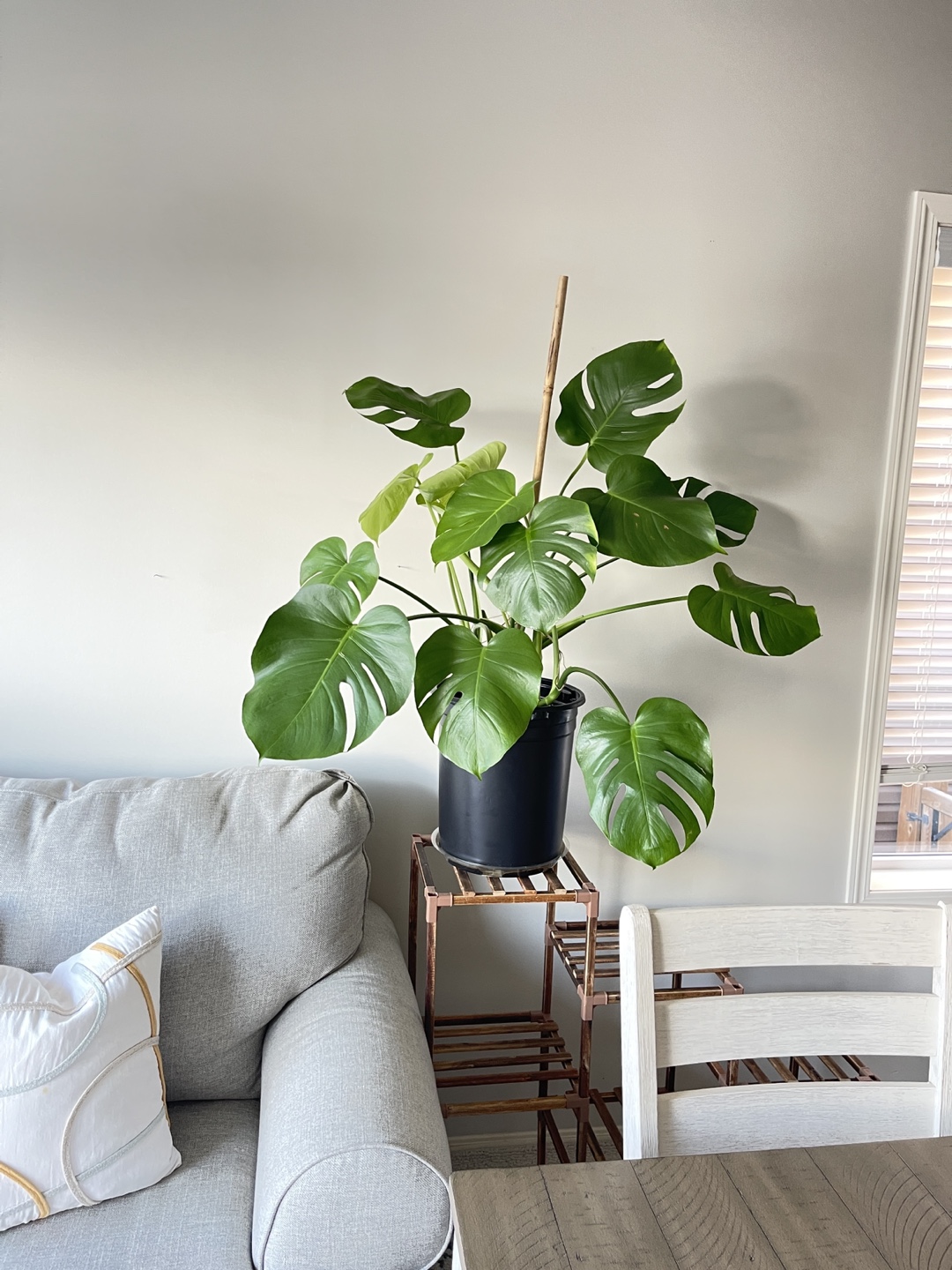 Large Monstera deliciosa plant