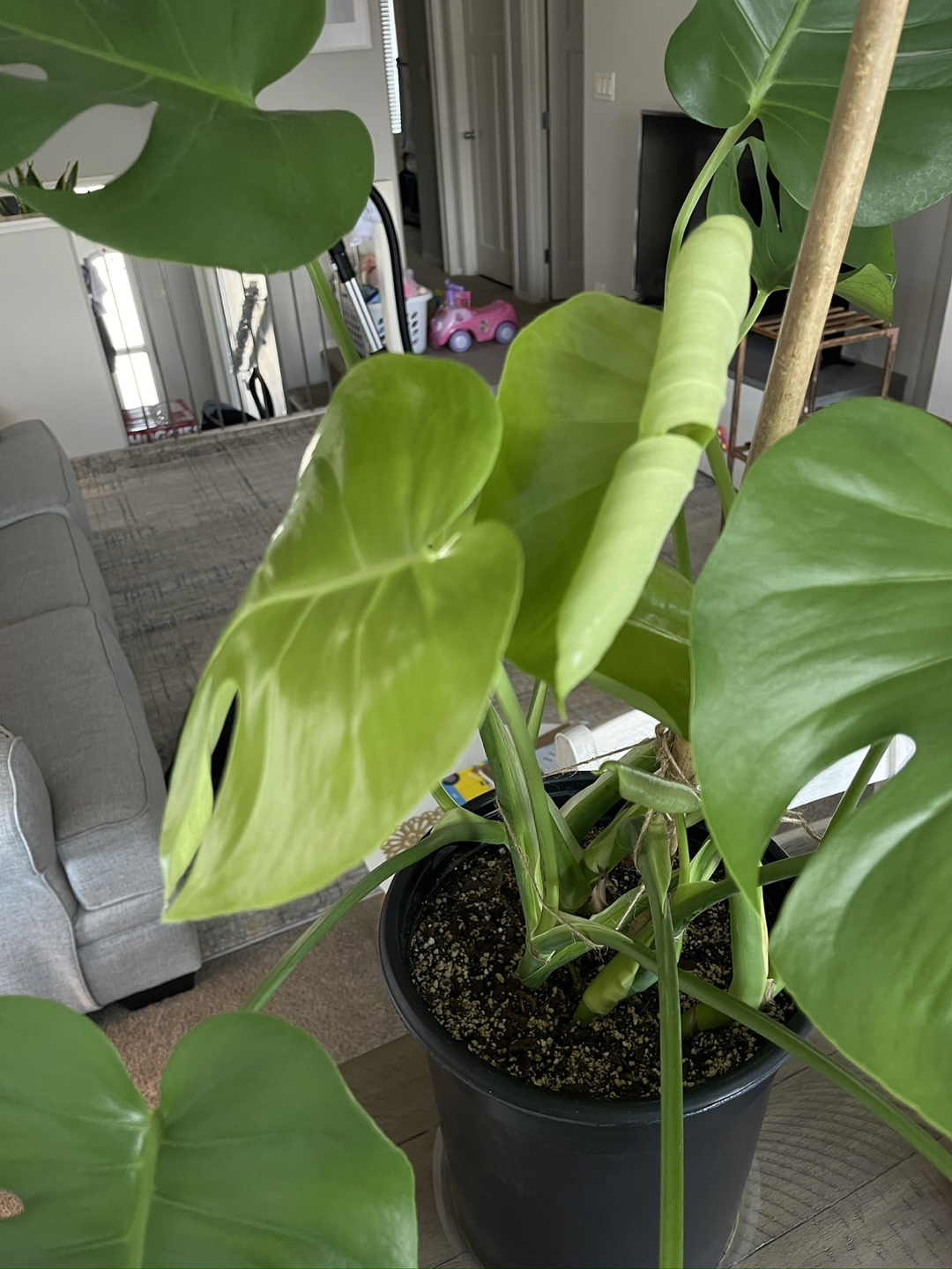 Large Monstera deliciosa plant - photo 3