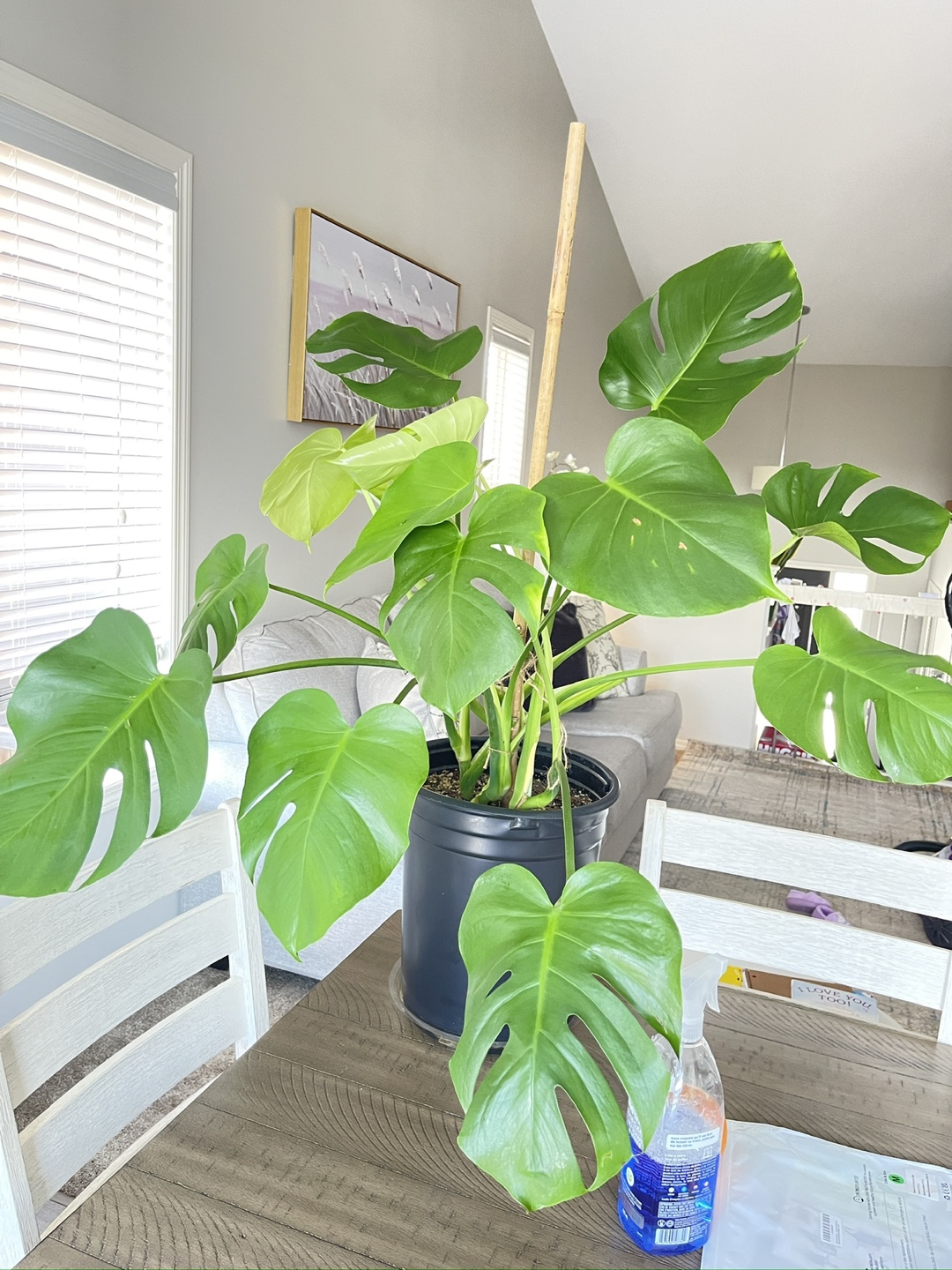 Large Monstera deliciosa plant - photo 4