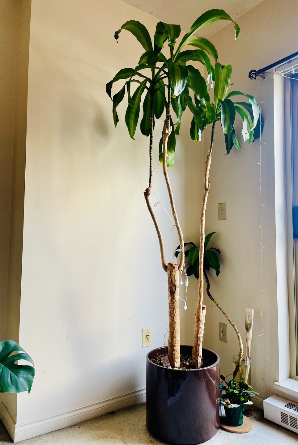 Large Dracaena Marginata Plant