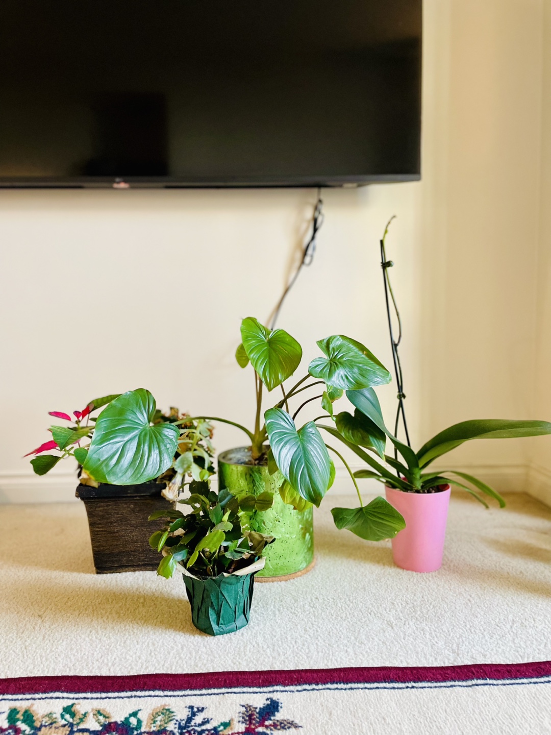 Assortment of potted plants