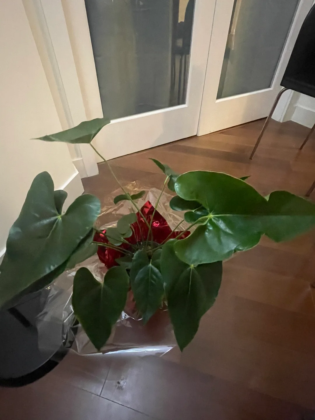 Real Anthurium Plant image indicator(3)