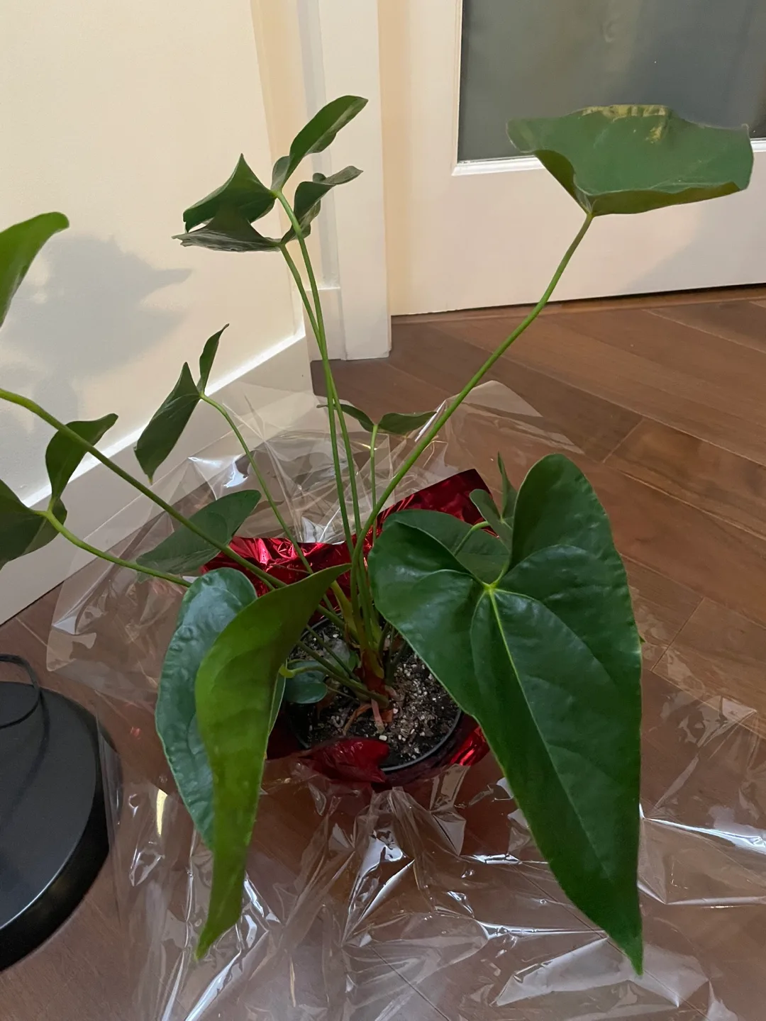 Real Anthurium Plant image indicator(4)